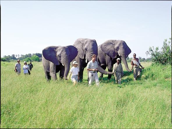 Stanleys Camp - Elephant Walk